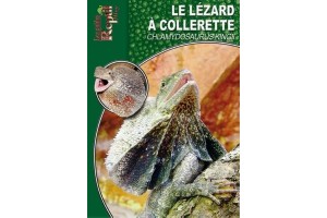 Le Chlamydosaurus kingii Guide Reptilmag